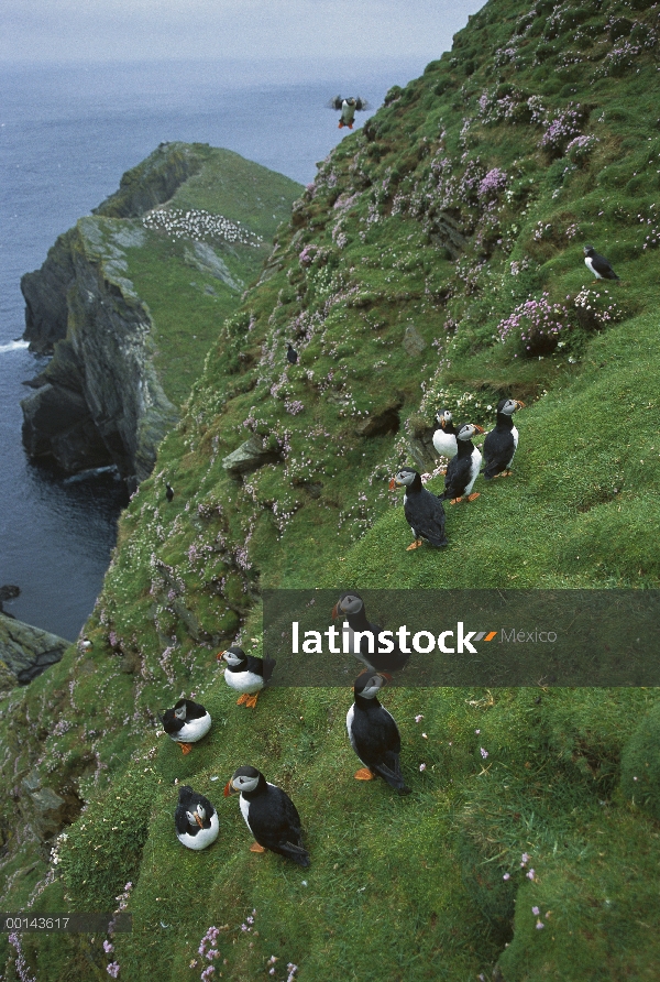 Colonia ocupada de frailecillo (Fratercula arctica) en acantilado con ahorro de mar (Armeria maritim