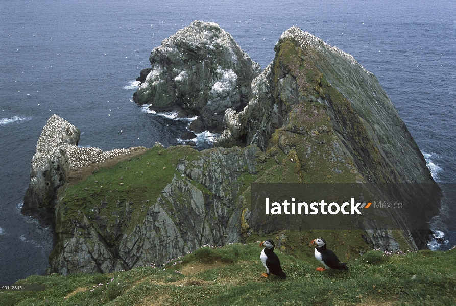 Colonia ocupada de frailecillo (Fratercula arctica) en acantilado con ahorro de mar (Armeria maritim