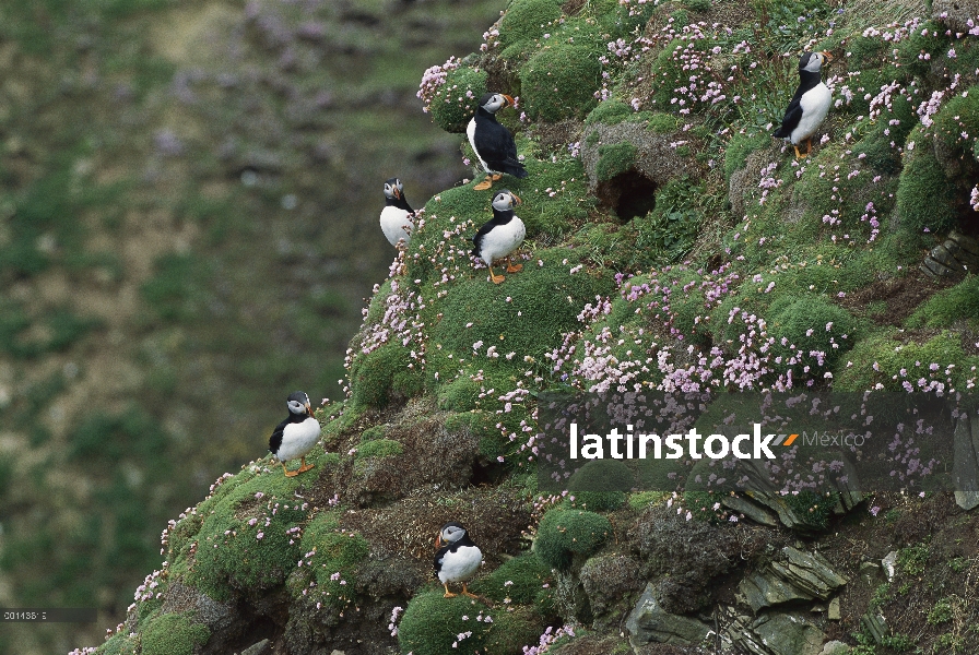 Colonia ocupada de frailecillo (Fratercula arctica) en acantilado con ahorro de mar (Armeria maritim