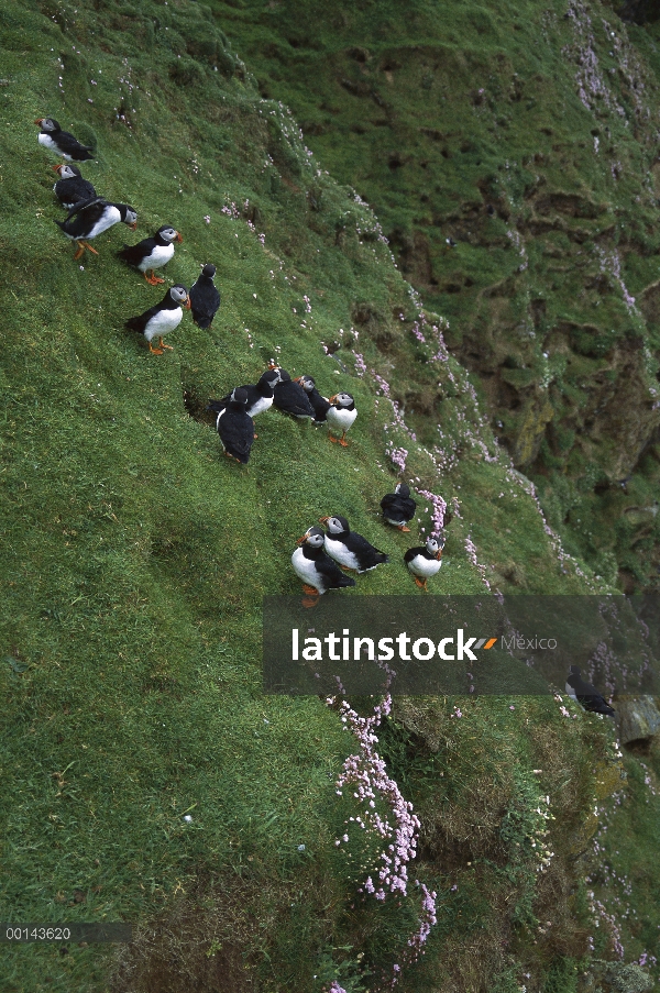 Colonia ocupada de frailecillo (Fratercula arctica) en acantilado con ahorro de mar (Armeria maritim