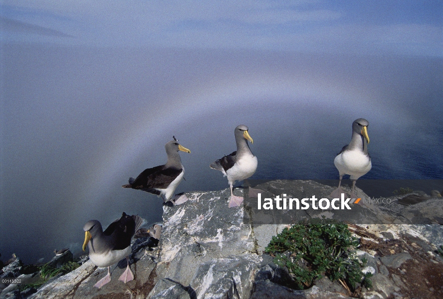 Albatros de Chatham (Thalassarche eremita) en un acantilado, sitio de anidación rodeado de fogbow, e