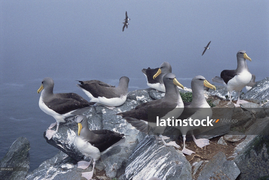 Albatros de Chatham (Thalassarche eremita) en un acantilado, en peligro crítico, la pirámide, Islas 