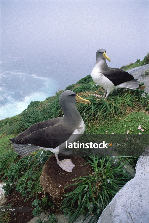 Par de albatros de Chatham (Thalassarche eremita) en el nido sobre un acantilado, en peligro crítico