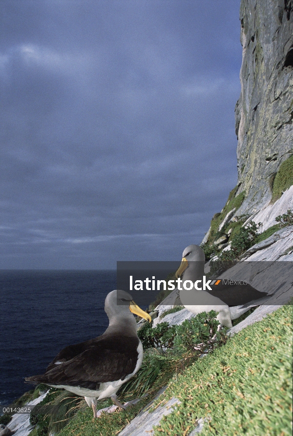 Albatros de Chatham (Thalassarche eremita) en un acantilado, en peligro crítico, la pirámide, Islas 