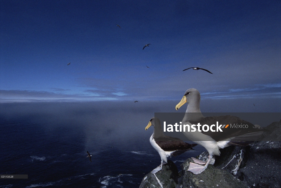 Par de albatros de Chatham (Thalassarche eremita) en un acantilado, en peligro crítico, la pirámide,