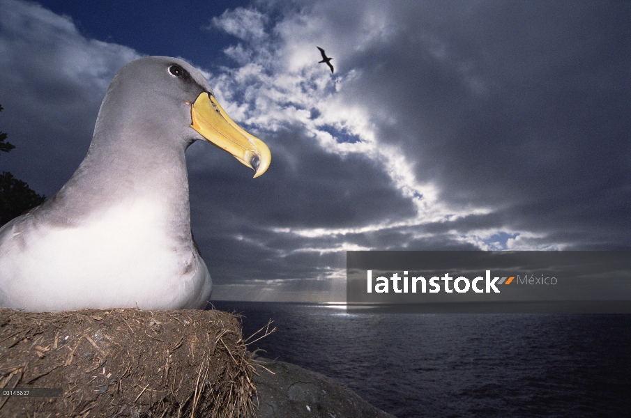 Albatros de Chatham (Thalassarche eremita) en un anidamiento de borde acantilado, peligro de extinci