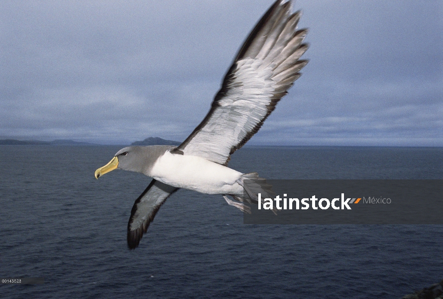 Albatros de Chatham (Thalassarche eremita) volando, peligro de extinción, la pirámide, Islas de Chat