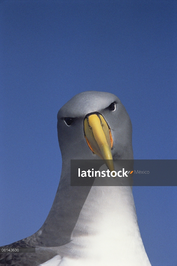 Retrato de albatros de Chatham (Thalassarche eremita), peligro de extinción, la pirámide, Islas de C