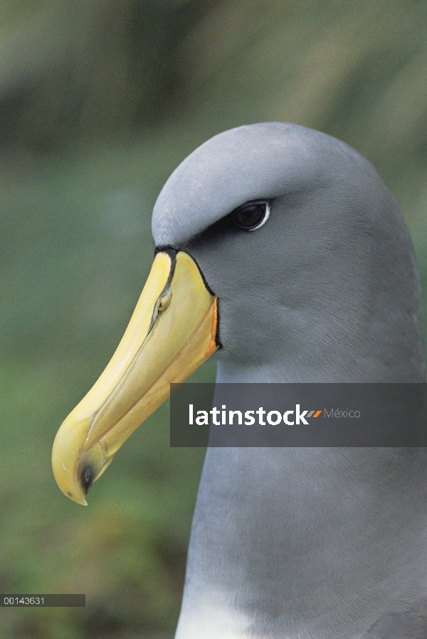 Retrato de albatros de Chatham (Thalassarche eremita), peligro de extinción, la pirámide, Islas de C