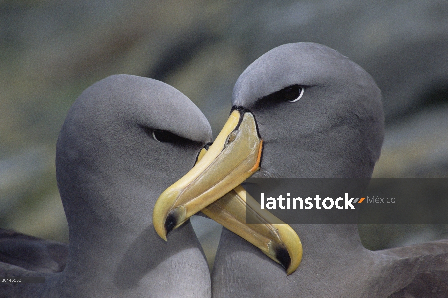 Retrato de albatros de Chatham (Thalassarche eremita) de dos, peligro de extinción, la pirámide, Isl