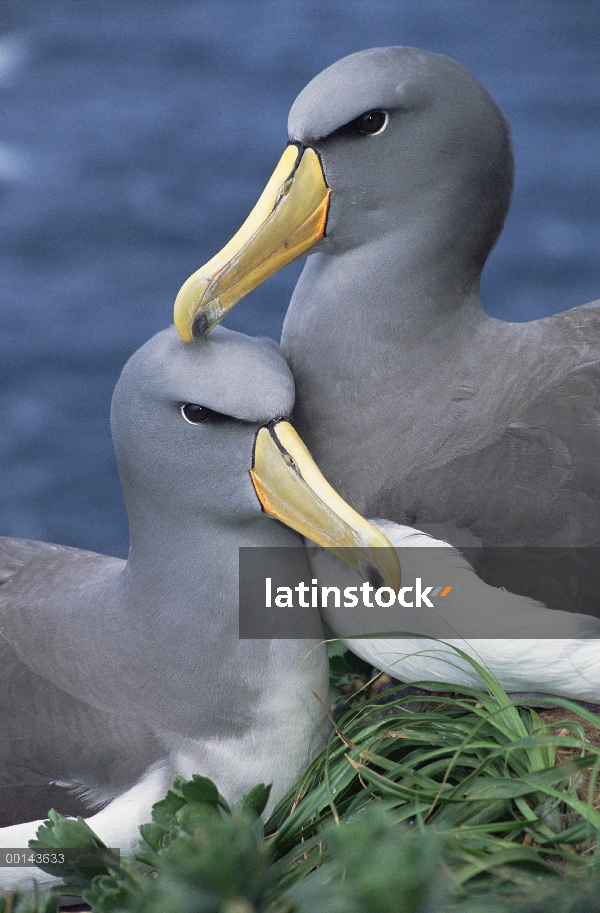 Pareja cariñosa Albatros de Chatham (Thalassarche eremita), peligro de extinción, la pirámide, Islas