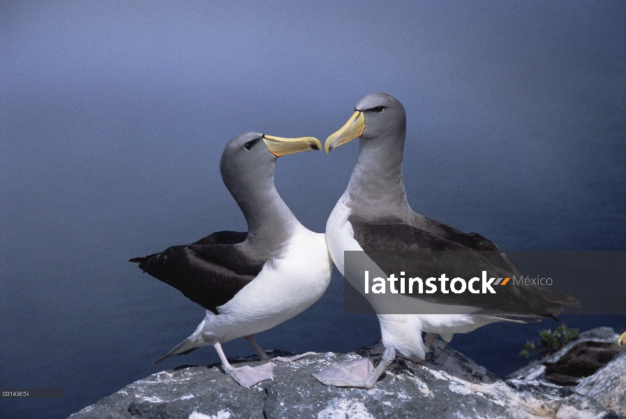 Albatros de Chatham (Thalassarche eremita) cortejando a par, peligro de extinción, la pirámide, Isla