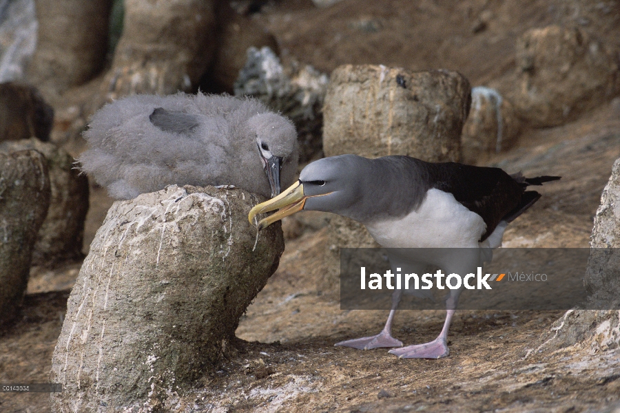 Padre de albatros de Chatham (Thalassarche eremita) con polluelo en el nido, peligro de extinción, l