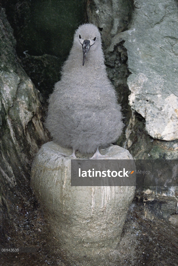 Albatros de Chatham (Thalassarche eremita) primer plano retrato de pollito en el nido, peligro de ex