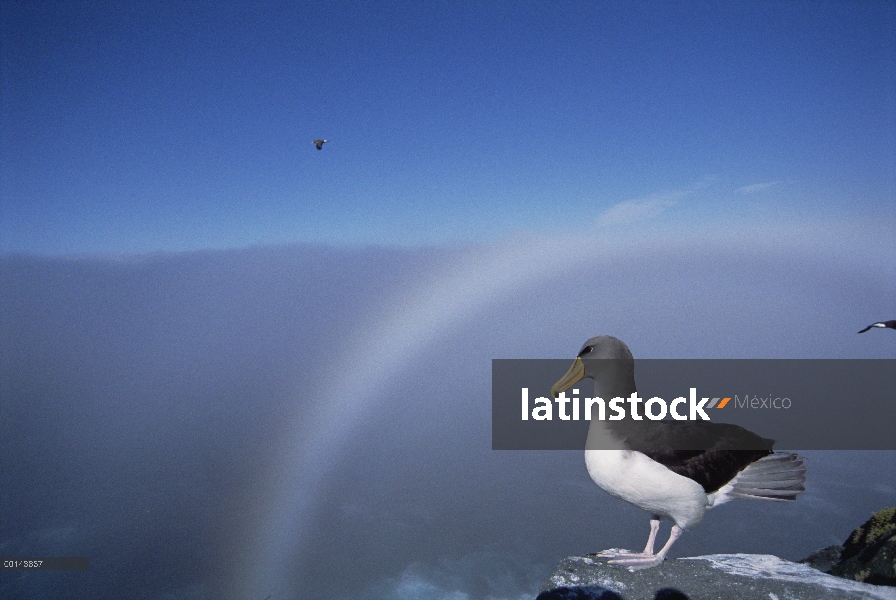 Albatros de Chatham (Thalassarche eremita) en un acantilado, en peligro crítico, la pirámide, Islas 