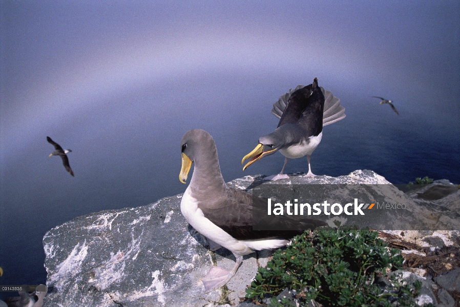 Par de albatros de Chatham (Thalassarche eremita) en un acantilado, en peligro crítico, la pirámide,