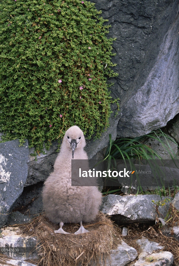 Pollo al Albatros de Chatham (Thalassarche eremita) en el nido, peligro de extinción, la pirámide, I