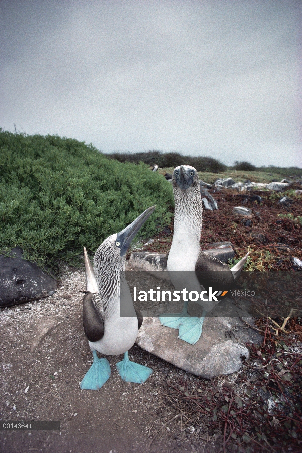 Par de piquero (Sula nebouxii) piqueros cortejar, campana isla, Galápagos, Ecuador