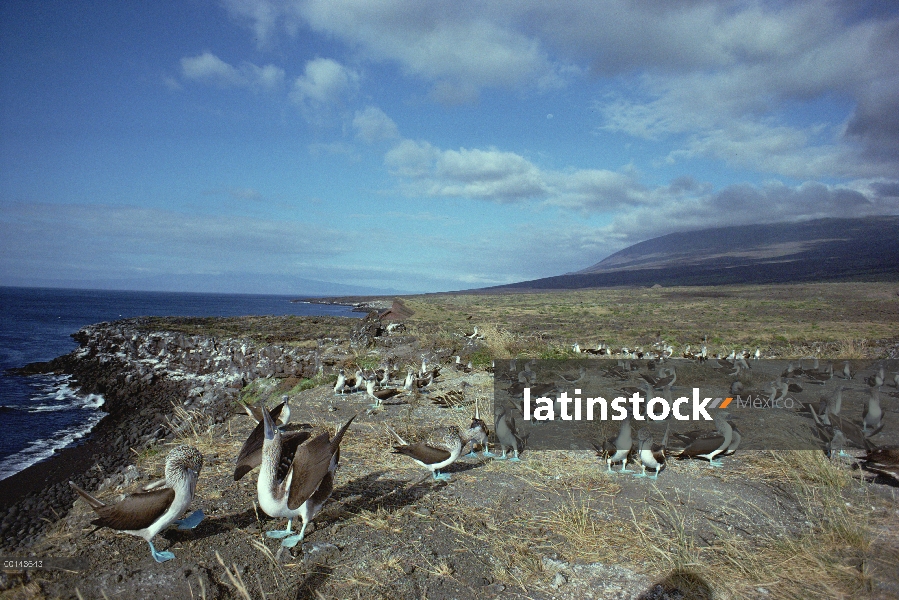 Par de piquero (Sula nebouxii) piqueros cortejo en medio de la Colonia, campana isla, Galápagos, Ecu