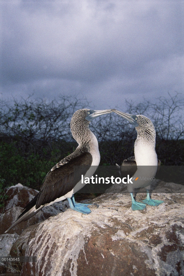 Par de piquero (Sula nebouxii) piqueros cortejar, campana isla, Galápagos, Ecuador