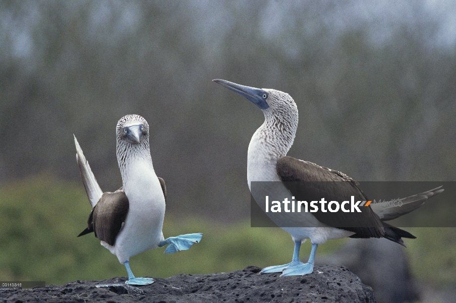 Patas par de piquero (Sula nebouxii) realizando el cortejo de la danza, campana isla, Galápagos, Ecu