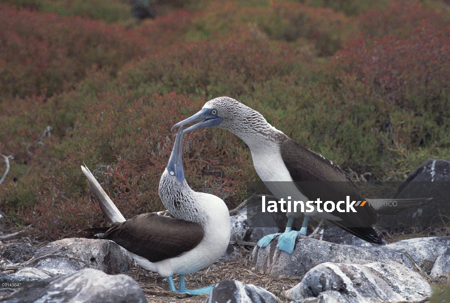 Par de piquero (Sula nebouxii) piqueros cortejar, campana isla, Galápagos, Ecuador