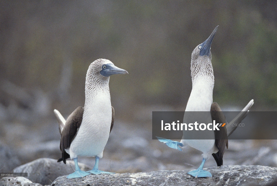 Patas par de piquero (Sula nebouxii) realizando el cortejo de la danza, campana isla, Galápagos, Ecu