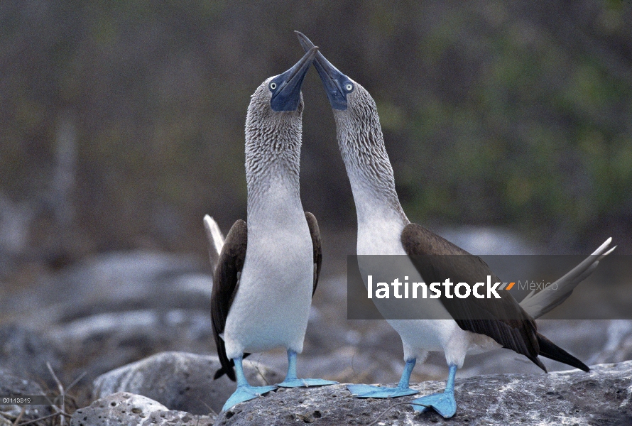 Par de piquero (Sula nebouxii) piqueros cortejar, campana isla, Galápagos, Ecuador