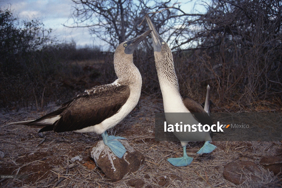 Patas par de piquero (Sula nebouxii) realizando el cortejo de la danza, campana isla, Galápagos, Ecu