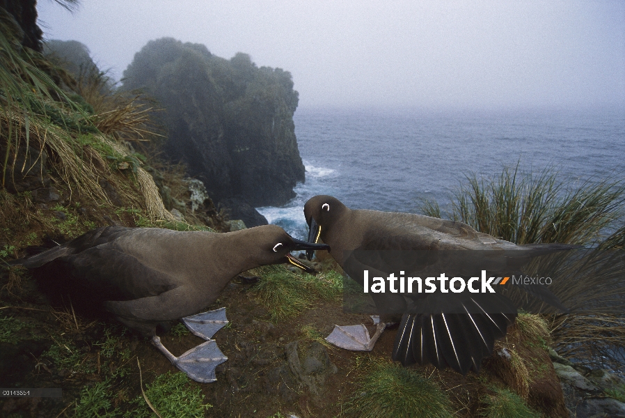 Par de Albatros (Phoebetria fusca) hollín cortejar en el borde del acantilado costero, Isla Gough, A