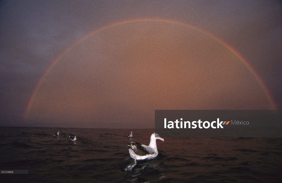 Albatros antípoda (Diomedea antipodensis) grupo flotando en el agua al amanecer, Kaikoura, Nueva Zel