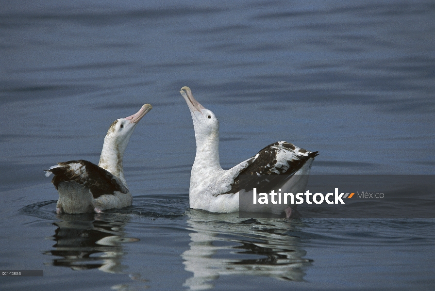 Exhibición de cortejo de Albatros (Diomedea antipodensis) antípoda en el agua, Kaikoura, Nueva Zelan