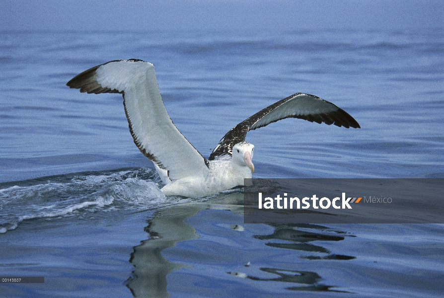 Albatros antípoda (Diomedea antipodensis) aterrizaje, Kaikoura, Nueva Zelanda