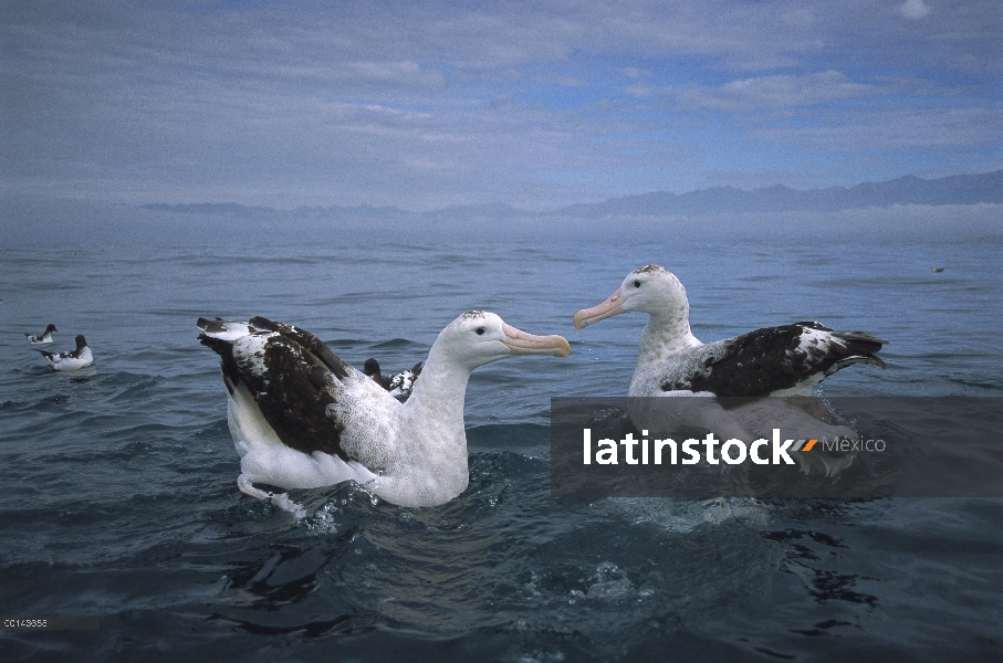 Par de Albatros (Diomedea antipodensis) antípodas, Kaikoura, Nueva Zelanda