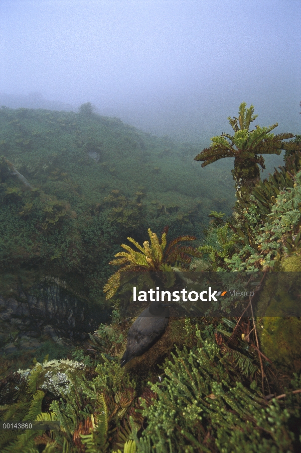 Tiznado anidación del Albatros (Phoebetria fusca), isla de Gough, Atlántico Sur