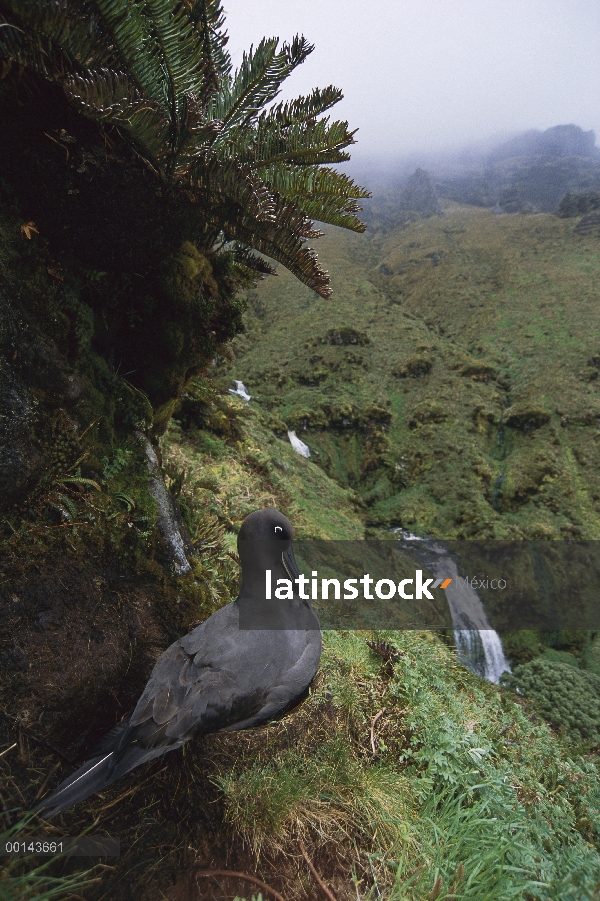 Tiznado anidación del Albatros (Phoebetria fusca), isla de Gough, Atlántico Sur