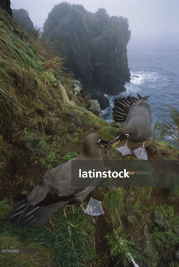 Albatros tiznado (Phoebetria fusca) par cortejando a cliff edge, Isla Gough, Atlántico Sur