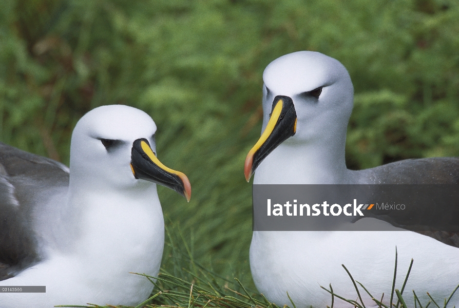 Nariz amarilla Albatros (Thalassarche chlororhynchos) par, Isla Gough, Atlántico Sur