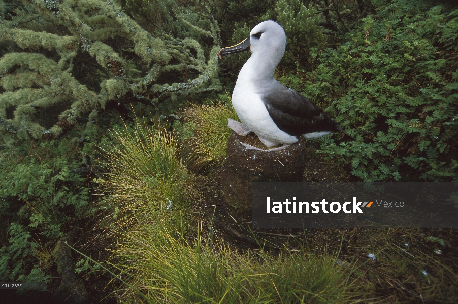 Nariz amarilla Albatros (Thalassarche chlororhynchos) anidando en helechos y endémica isla cabo Myrt