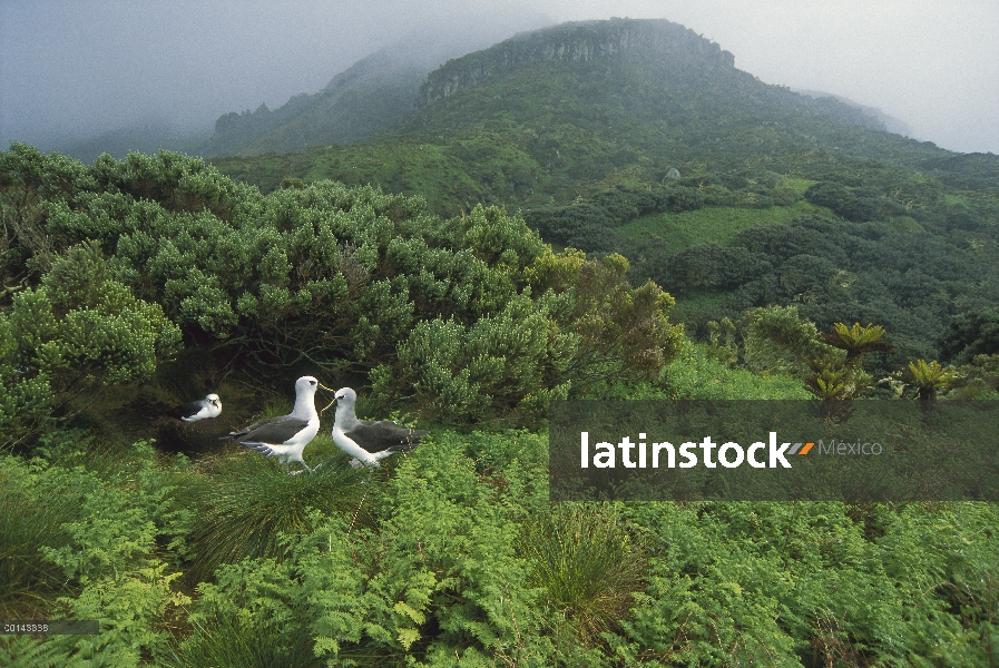 Nariz amarilla Albatros (Thalassarche chlororhynchos) grupo en helechos y endémica isla cabo Myrtle 