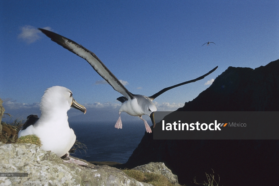 Nariz amarilla Albatros (Thalassarche chlororhynchos) aterrizaje, Tristan da Cunha, Atlántico Sur