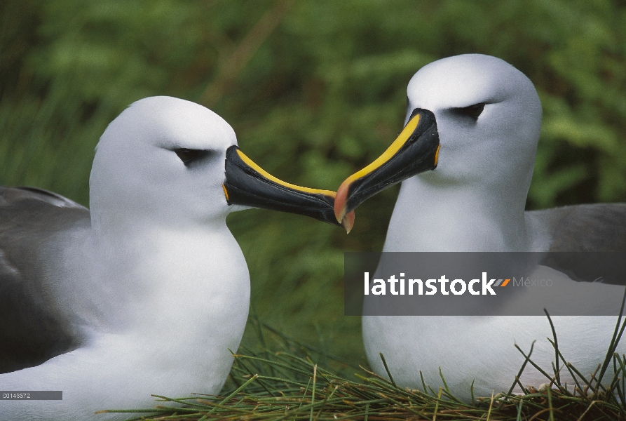 Nariz amarilla Albatros (Thalassarche chlororhynchos) par, Isla Gough, Atlántico Sur