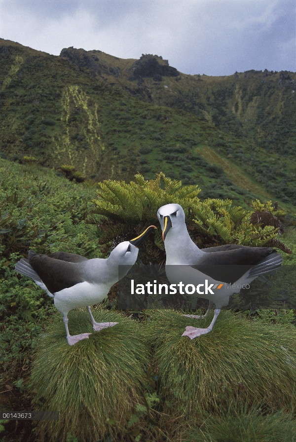 Nariz amarilla Albatros (Thalassarche chlororhynchos) cortejar, Isla Gough, Atlántico Sur