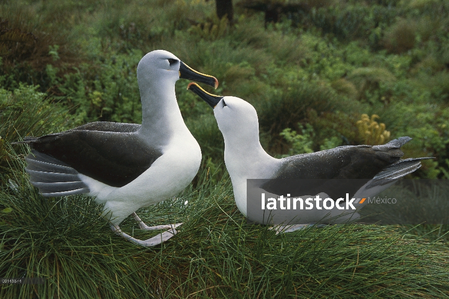 Nariz amarilla Albatros (Thalassarche chlororhynchos) cortejar, Isla Gough, Atlántico Sur