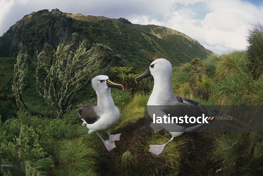 Nariz amarilla Albatros (Thalassarche chlororhynchos) anidando en helechos y endémica isla cabo Myrt