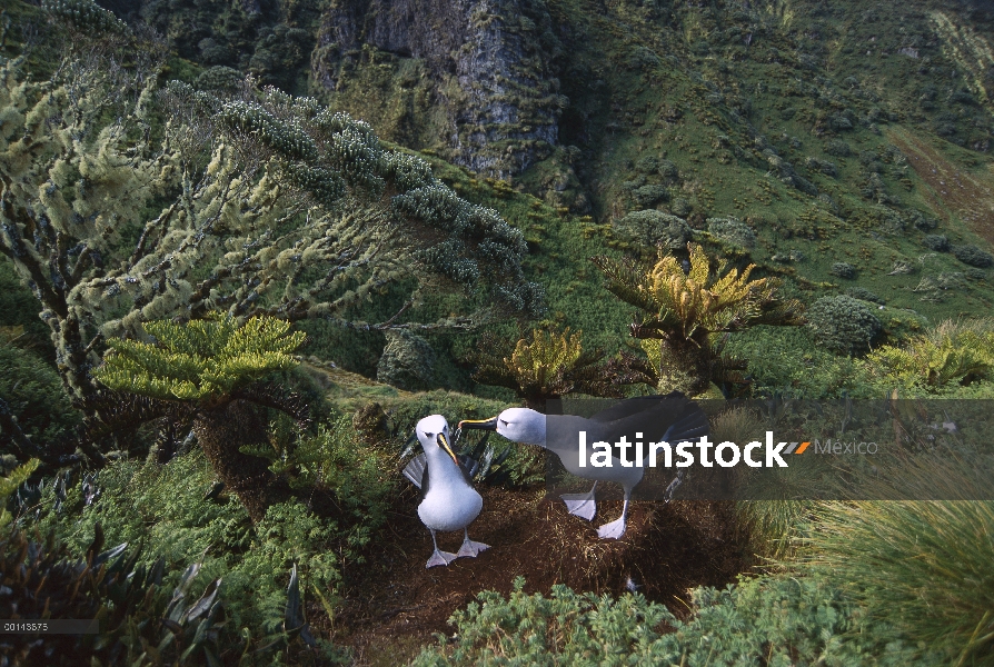 Par de Albatros (Thalassarche chlororhynchos) nariz amarilla en endémica isla cabo Myrtle (Phylica a