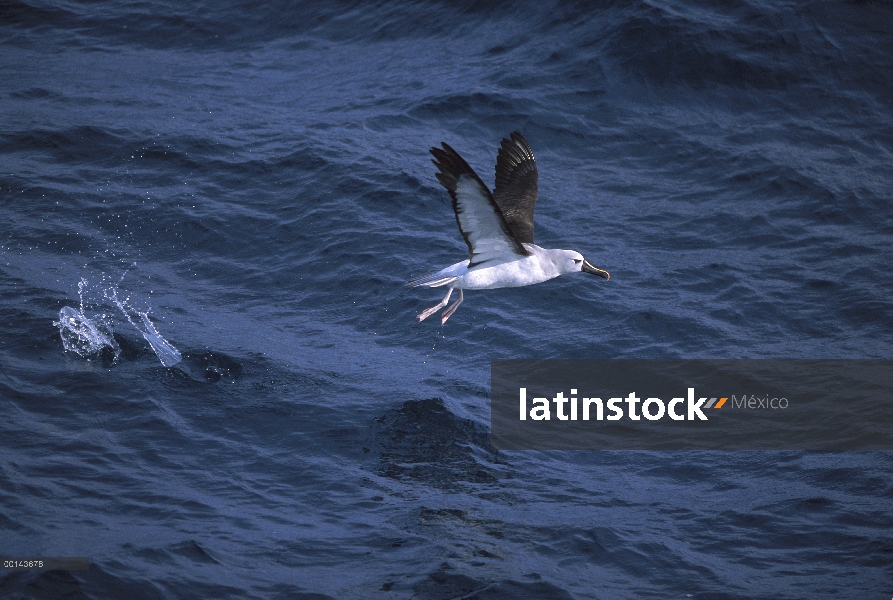 Nariz amarilla Albatros (Thalassarche chlororhynchos) despegando, Atlántico Sur