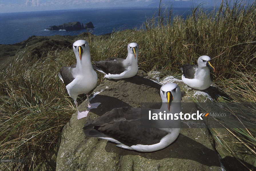 Nariz amarilla Albatros (Thalassarche chlororhynchos) grupo, Tristan da Cunha, Atlántico Sur