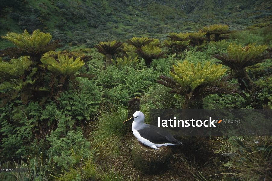 Nariz amarilla anidamiento de Albatros (Thalassarche chlororhynchos), isla de Gough, Atlántico Sur