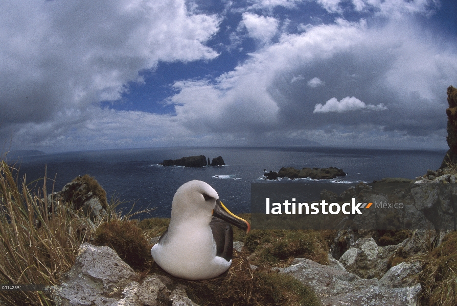 Nariz amarilla anidamiento de Albatros (Thalassarche chlororhynchos), Tristan da Cunha, Atlántico Su